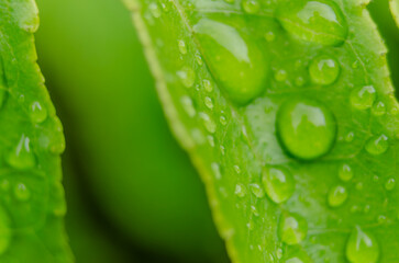 Close-up of a vibrant green leaf with water droplets and textured surface.