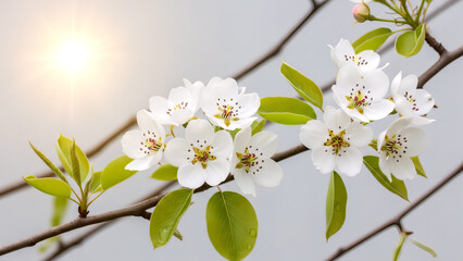 white cherry blossom