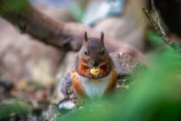 Fototapeta premium A close-up of a squirrel at the Gifu Zoo in Japan.