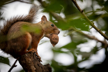 A close-up of a squirrel at the Gifu Zoo in Japan. © zheng