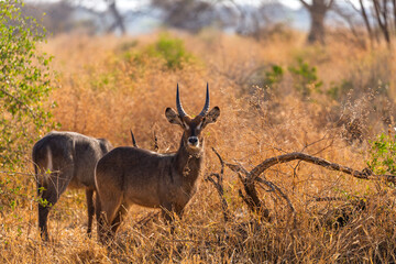 Obraz premium Tarangire National Park, Tanzania: Waterbuck in the Golden Savanna