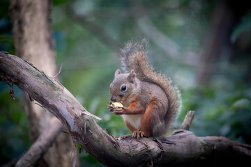 A close-up of a squirrel at the Gifu Zoo in Japan.