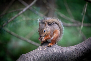 A close-up of a squirrel at the Gifu Zoo in Japan.