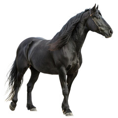 Obraz premium black horse isolated, png file