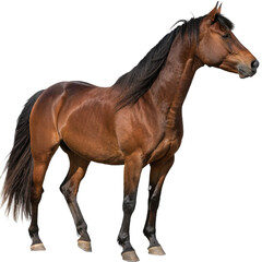 Obraz premium brown horse isolated, png file