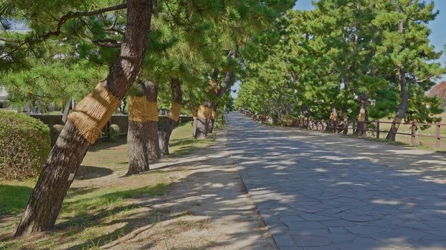 Low side view of the stone-paved Sōka Matsubara walkway bordered by grass and straw-wrapped pine trees on a sunny day.