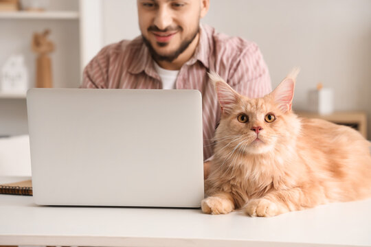 Young man working with modern laptop and cute Maine Coon cat at table in living room