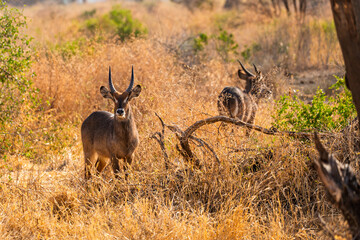 Fototapeta premium Tarangire National Park, Tanzania: Waterbuck Pair in the Dry Savannah