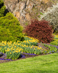 Colorful blooms of yellow daffodils flower bed in beautiful city park in spring