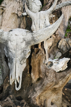 Striking close-up of weathered buffalo skulls with prominent curved horns mounted on rustic wooden trunks as traditional ornaments in Baluran National Park, East Java, Indonesia.