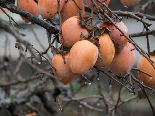 雨の中、兵庫県豊岡市出石町を散策