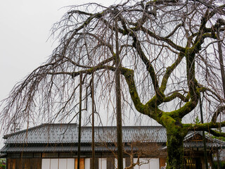 雨の中、兵庫県豊岡市の出石町、出石城址を歩く