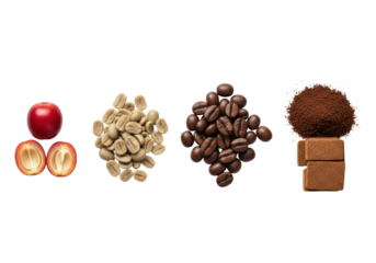 photorealistic macro flat lay showing five sequential stages of coffee processing: red cherry, green beans, roasted beans, grounds, and instant powder squares. detailed product illustration concept