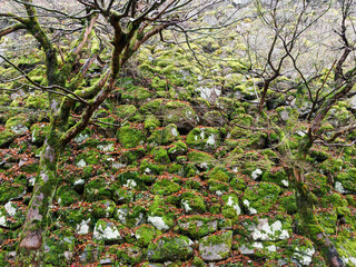 雨の中、兵庫県豊岡市の出石町、出石城址を歩く