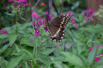 zebra swallowtail and pink flowers in the garden