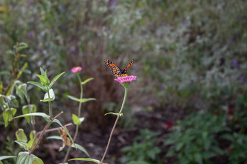 the garden of the monarch