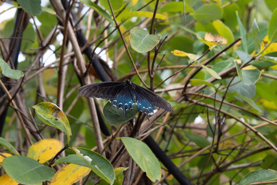 pipevine swallowtail butterfly on a branch