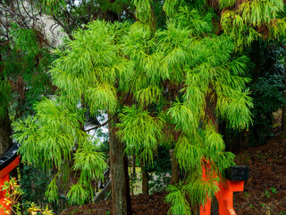 雨の中、兵庫県豊岡市の出石町、出石城址を歩く