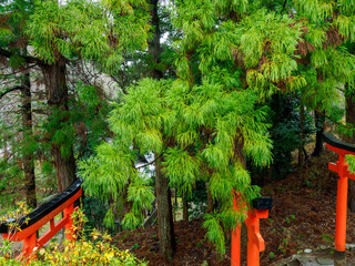雨の中、兵庫県豊岡市の出石町、出石城址を歩く
