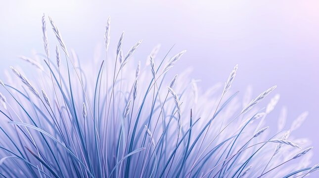 Serene wheat field in soft purple hues with blurred background