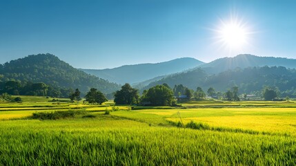 Golden Rice Fields Bathed in Morning Sunlight with Rolling Hills.