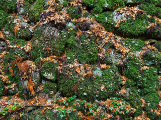 雨の中、兵庫県豊岡市の出石町、出石城址を歩く
