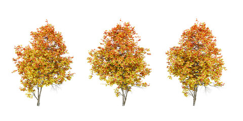 Autumn Deciduous Trees &ndash; Vibrant Fall Foliage in Red, Orange, and Yellow for Seasonal Nature Design