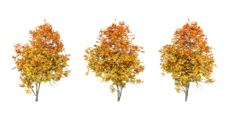 Autumn Deciduous Trees – Vibrant Fall Foliage in Red, Orange, and Yellow for Seasonal Nature Design