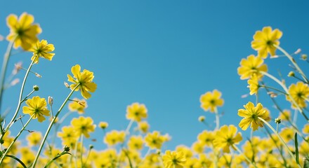 Fototapeta premium View from below, vibrant yellow flowers reaching towards bright blue sky, sunny day