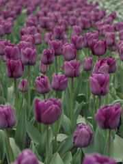 Obraz premium Purple Tulips in Bloom: A Vibrant Spring Flower Field with Beautiful Blooms and Lush Garden Scenery