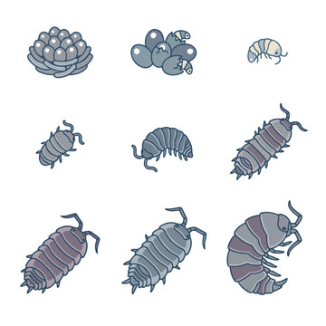 Woodlouse life cycle vector illustration. Pill bug growth stages from eggs to adult isopod. Roly-poly educational diagram