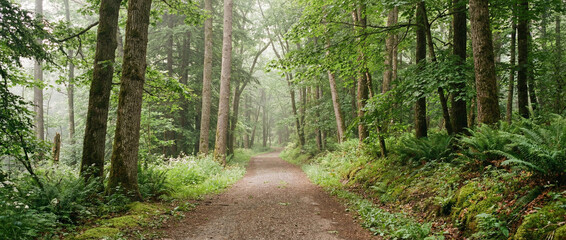 Pathway through lush green forest on foggy day offering serene nature scenery
