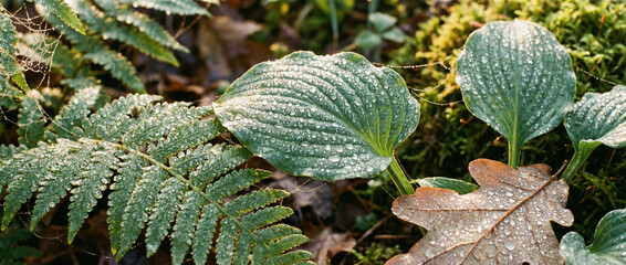 Leafy freshness nature's beauty dew kissed leaves fern fronds pristine wilderness