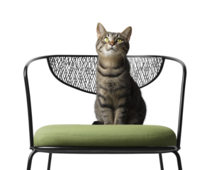 Cat sofa furniture green cushion cute sitting pet feline cat sofa furniture green cushion cute sitting pet pose isolated