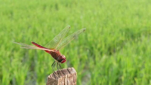 Macro of a red dragonfly perched on dry wood with a rice field in the background, predator of agricultural pests such as brown planthoppers and leaf miners