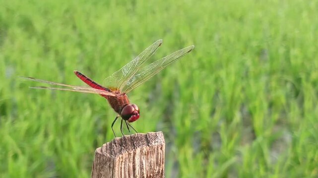 Macro of a red dragonfly perched on dry wood with a rice field in the background, predator of agricultural pests such as brown planthoppers and leaf miners