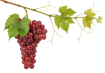 Deep crimson grapes dusted with waxy bloom, suspended from a woody grapevine with curled tendrils and vibrant green leaves, macro shot isolated on white studio background. Concept of luxurious