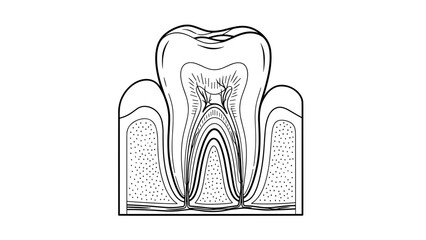 Detailed Anatomical Diagram of Human Tooth Structure.