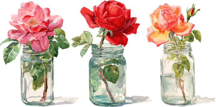 three watercolor illustrations depicting red, pink, and oreng roses in glass jars, isolated on a white background