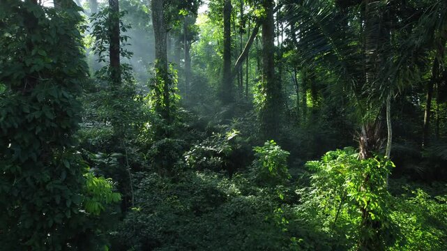 Morning sunlight in dense tropical forest in Indonesia. Forest trees with natural green forest background. Drone view of CIFOR forest landscape in Bogor City.
