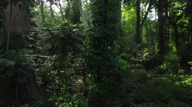 Walking through a dense forest as the sun shines through the trees in summer. Sunlight reaches the green forest. Cifor, IPB University Bogor Forest Research, Indonesia.