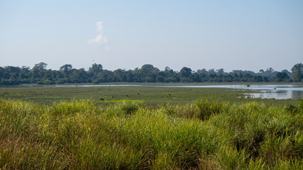 Beautiful landscape canopy of Kaziranga National Park with elephant grass and deers 6