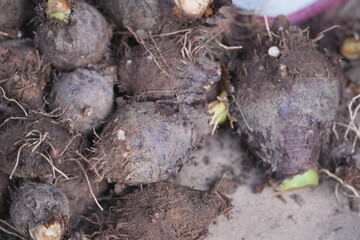 Freshly harvested taro roots covered with soil and fibers, showing natural texture and the authenticity of root crops from traditional farming
