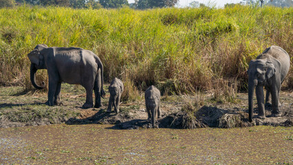 Elephant mother with calves chained at Kaziranga National Park of Assam 2