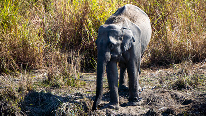 Domestica Elephant chained at Kaziranga National Park of Assam