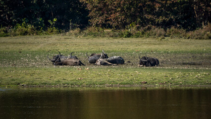 Asiatic Wild Water Buffalo - Bubalus arnee busking in the afternoon sun at Kaziranga National Park of Assam