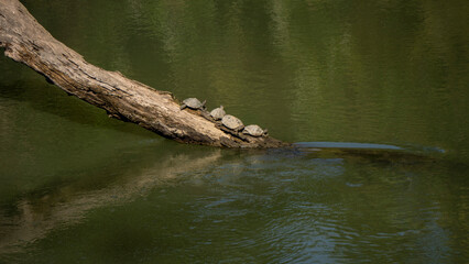 Assam Roofed Turtle a unique species found nowhere else busking in the afternoon sun over a log in the Diffloo or Diphlu River inside Kaziranga National Park of Assam 1