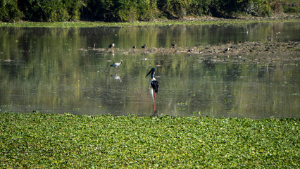 Black-Necked Stork with other migratory birds in the water at Kaziranga National Park