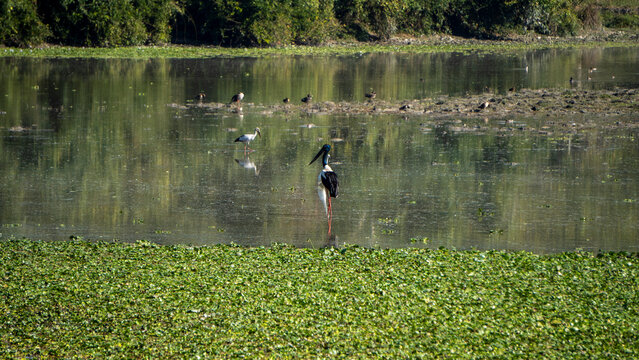 Black-Necked Stork with other migratory birds in the water at Kaziranga National Park