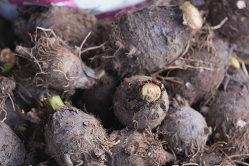 Freshly harvested taro roots covered with soil and fibers, showing natural texture and the authenticity of root crops from traditional farming